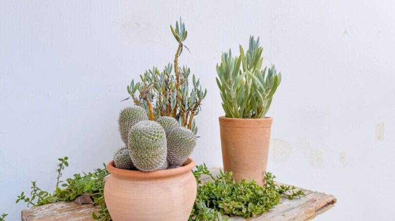 Wohnung-Terrasse-Wintergarten-1-11