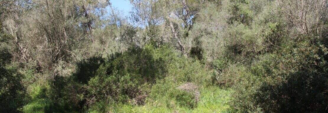 PM07382_Baugrundstueck_Cala-Murada_02