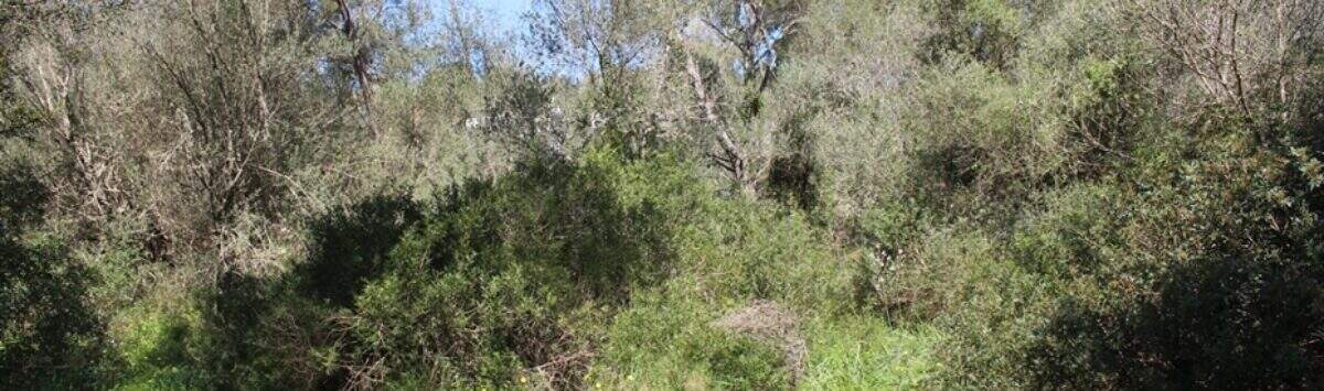 Bild zum Objekt: 1.440m² Baugrundstück in Cala Murada zu kaufen, strandnah