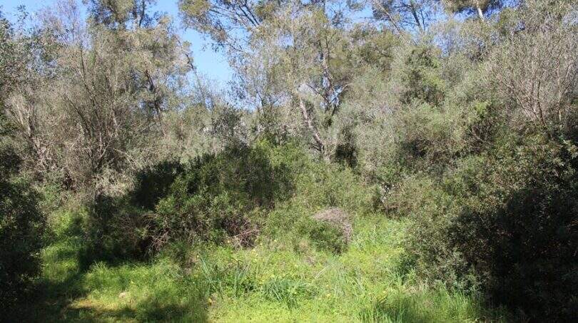 PM07382_Baugrundstueck_Cala-Murada_02