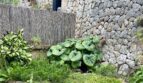 Jardín mediterráneo con muro de piedra natural, vegetación exuberante y valla de bambú en la casa adosada de Palma de Mallorca.
