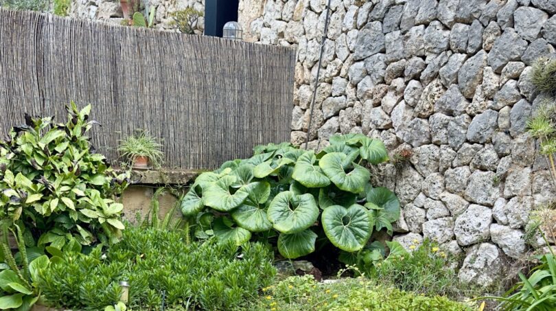 Jardín mediterráneo con muro de piedra natural, vegetación exuberante y valla de bambú en la casa adosada de Palma de Mallorca.