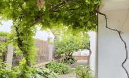 Covered terrace with grapevine, view of green garden path and natural stone wall, townhouse Palma de Mallorca