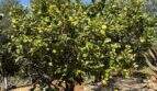 Lemon tree