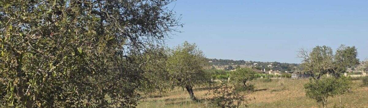 Bild zum Objekt: 14.500m² Grundstück mit Naturblick und Ruhelage zu kaufen