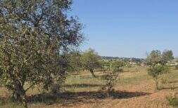 Exclusive building plot with Mediterranean tranquillity and far-reaching views near Sant Llorenç des Cardassar