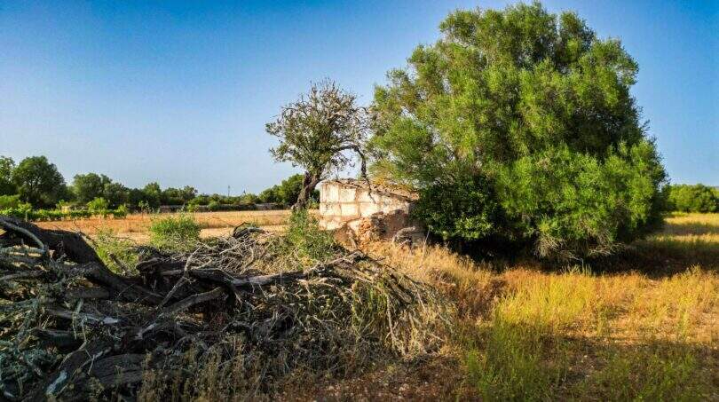 Small House