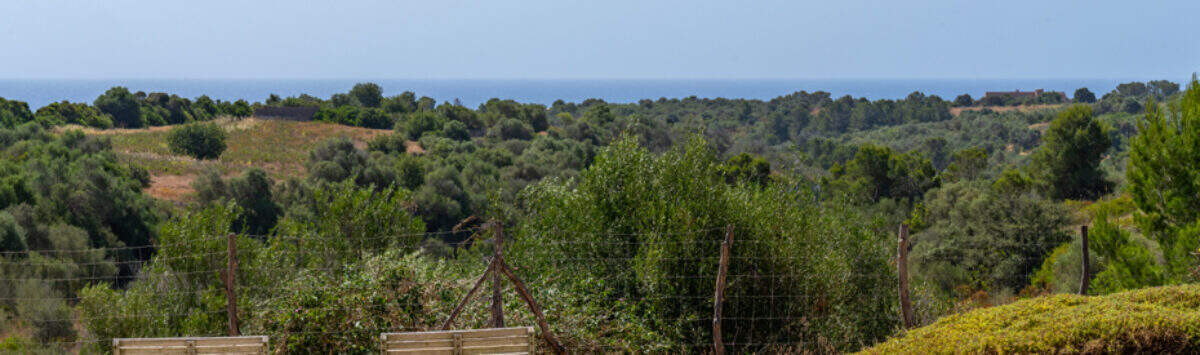 Infinity-Pool mit Holzliegen, Meerblick und üppiger Natur der Finca in Cales de Mallorca