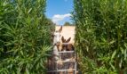 Zwei Esel hinter einem Gatter, umgeben von üppiger Vegetation der Luxusfinca in Son Carrió.
