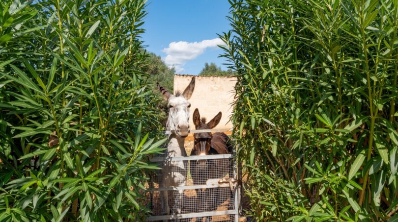 Zwei Esel hinter einem Gatter, umgeben von üppiger Vegetation der Luxusfinca in Son Carrió.