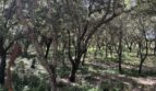 Lichter Korkeichenwald auf dem weitläufigen Finca-Grundstück in Artà mit mediterranem Unterholz