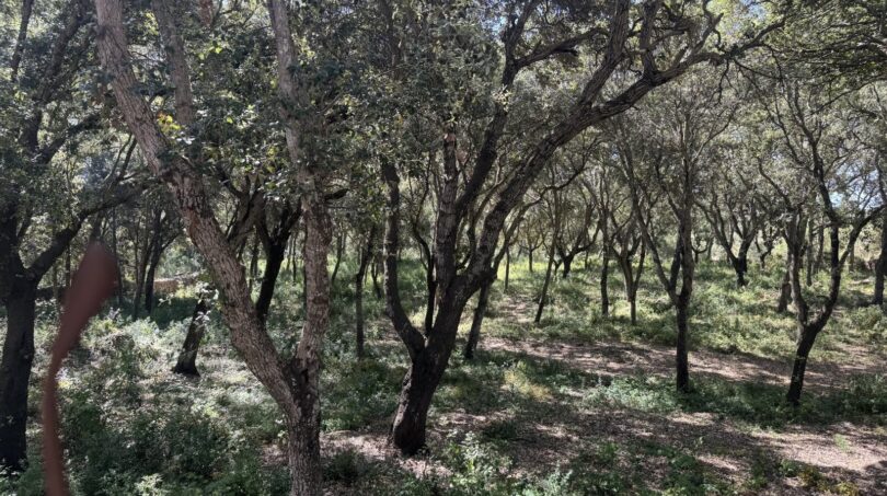 Lichter Korkeichenwald auf dem weitläufigen Finca-Grundstück in Artà mit mediterranem Unterholz