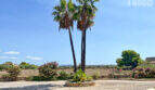 Einfahrt der Finca in Colònia de Sant Jordi mit imposanten Palmen, Rundumgrün und Blick auf die Landschaft.