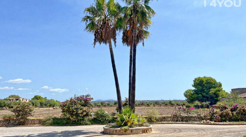 Einfahrt der Finca in Colònia de Sant Jordi mit imposanten Palmen, Rundumgrün und Blick auf die Landschaft.