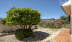 Mediterraner Finca-Garten mit gepflegtem Kugelbaum, Kiesweg und Bergpanorama in Lloseta