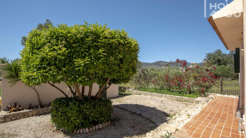 Mediterraner Finca-Garten mit gepflegtem Kugelbaum, Kiesweg und Bergpanorama in Lloseta