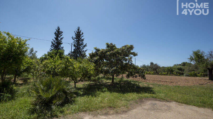 Weitläufiges Grundstück der Finca in Lloseta mit Obstbäumen, Palmen und Blick auf umliegende Felder.
