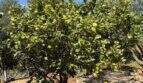 Großer Zitronenbaum mit reifer Frucht auf dem Grundstück der Finca bei Felanitx, Mallorca