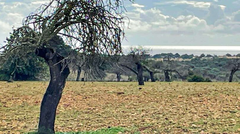 Weitläufiges Steinfeld mit knorrigen Bäumen und Meerblick der Finca in Cala Murada, Manacor