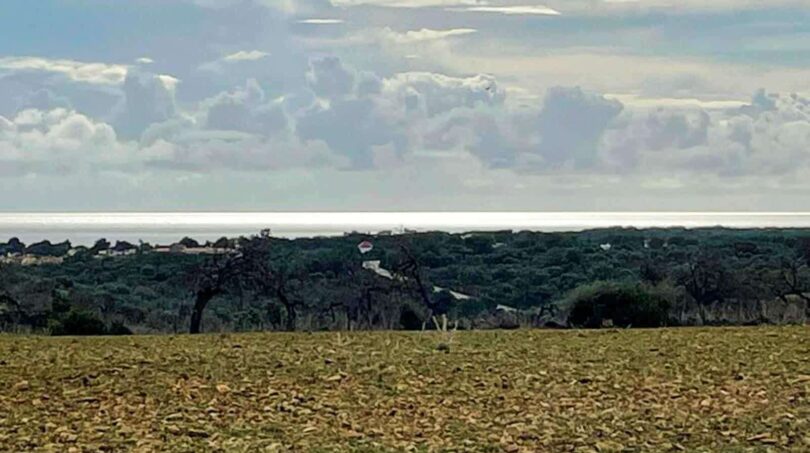 Weitläufiges Ackerland der Finca mit Blick auf Baumreihe und Meer, Cala Murada, Manacor