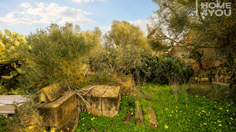 Verwilderter Garten der Finca bei Campos mit Olivenbäumen, Kakteen und alten Steinblöcken auf 21.300 m²