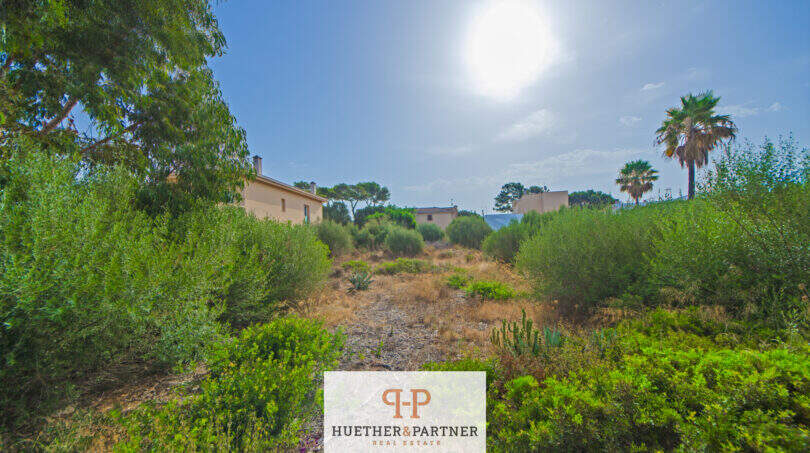 Verwildertes 930 qm Grundstück mit Vegetation, Palme und Nachbargebäuden in Sa Ràpita, Mallorca