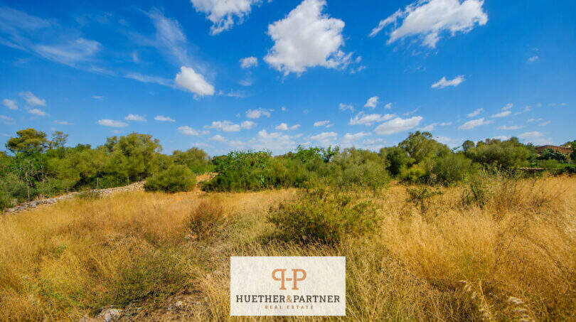 Naturgrundstück der Finca bei Felanitx mit trockenem Gras, Olivenbäumen und blauem Himmel
