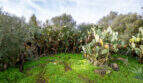 Naturgrundstück mit Opuntien-Kakteen und Olivenbäumen, üppige Vegetation auf 21.300 m² Finca-Land bei Campos