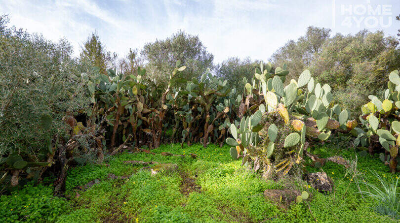 Naturgrundstück mit Opuntien-Kakteen und Olivenbäumen, üppige Vegetation auf 21.300 m² Finca-Land bei Campos