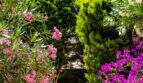 Gepflegter Garten mit blühenden Oleander und Bougainvillea in Rosa und Lila, umgeben von Zypressenbäumen in Cala Murada.