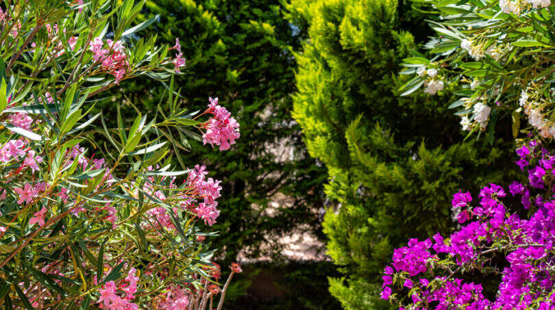 Gepflegter Garten mit blühenden Oleander und Bougainvillea in Rosa und Lila, umgeben von Zypressenbäumen in Cala Murada.