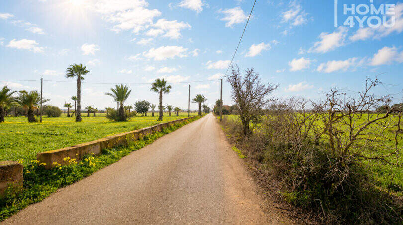 Ländliche Zufahrtsstraße zur Natursteinfinca bei Campos mit Palmen, grünen Wiesen und blauem Himmel