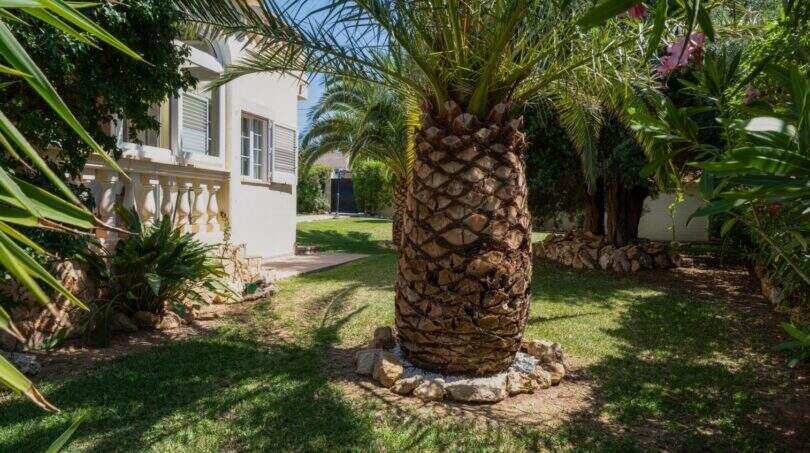 Gepflegter Garten mit großer Palme und mediteraner Villa in Llucmajor