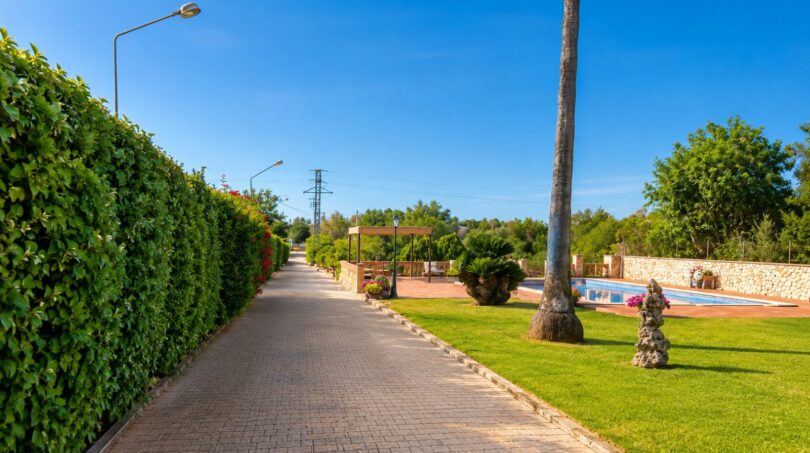 Gepflegter Einfahrtsweg mit Hecke, Palme und Pool der Finca bei Sencelles, Mallorca