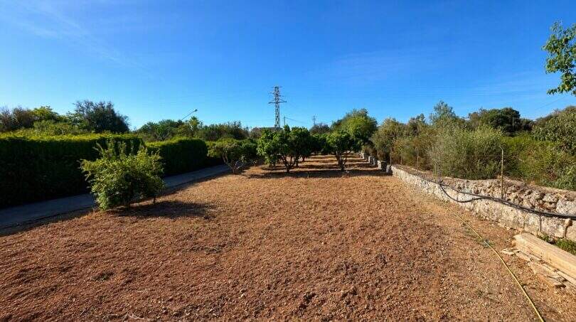 Gepflegter Obstgarten der Finca bei Sencelles mit rotem Lehmboden, Natursteinmauer und blauem Himmel.