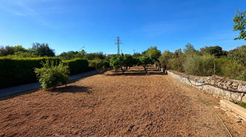 Weitläufiges Grundstück mit Obstbäumen, roter Erde und Natursteinmauer der Finca bei Sencelles, Mallorca.