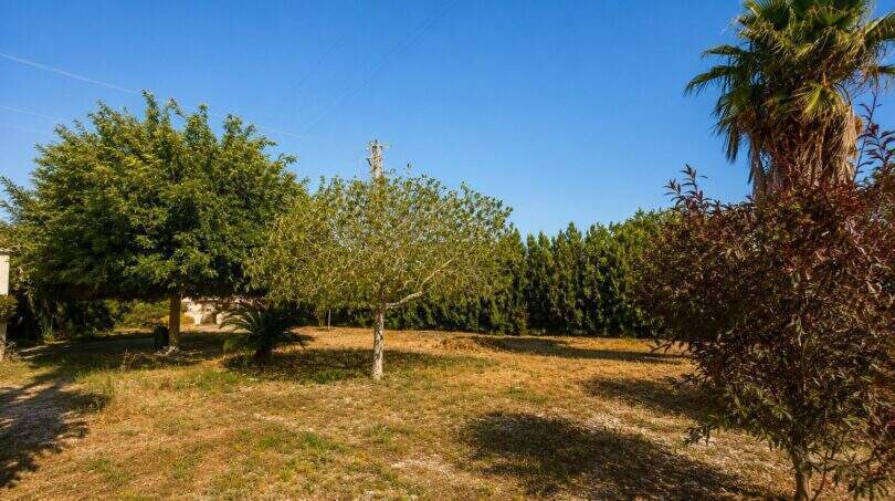 Weitläufiges Grundstück der mallorquinischen Finca mit Obstbäumen, Palme und Zypressenhecke unter blauem Himmel.