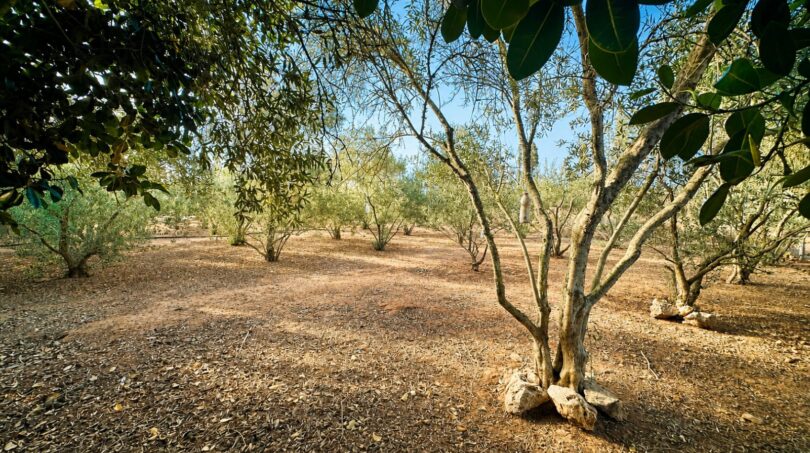 Olivenhain der Finca bei Llucmajor mit alten Olivenbäumen auf rotem Lehmboden unter blauem Himmel.