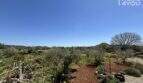 Spacious olive grove property of the finca near Felanitx with red earth, natural vegetation and mountains in the background.
