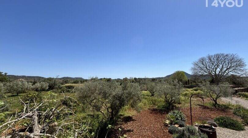 Spacious olive grove property of the finca near Felanitx with red earth, natural vegetation and mountains in the background.
