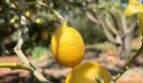 Lemon trees on the finca near Felanitx – natural fruit garden with ripe lemons on 4,000 sqm property.