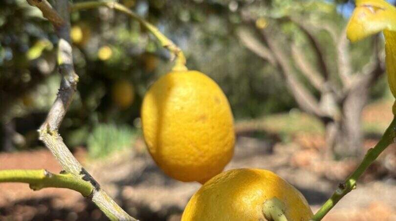 Lemon trees on the finca near Felanitx – natural fruit garden with ripe lemons on 4,000 sqm property.