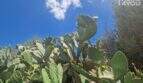 Lush prickly pear cacti in full bloom on the finca property near Felanitx, blue sky