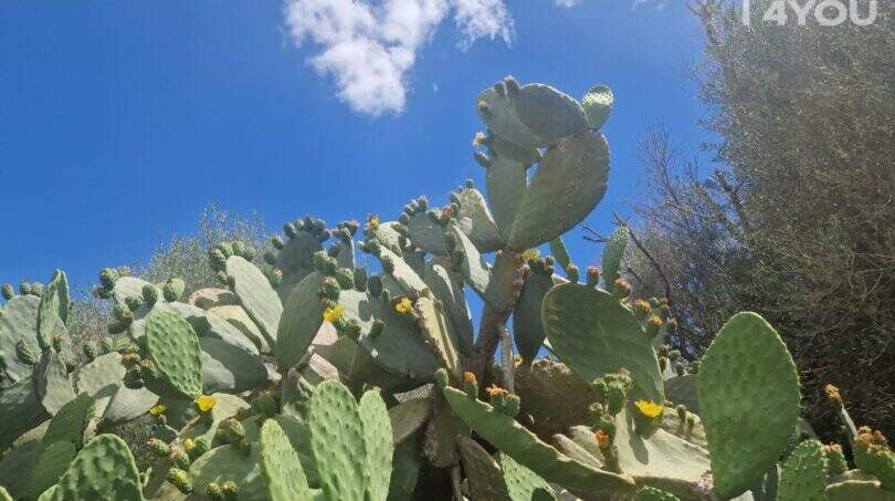 Lush prickly pear cacti in full bloom on the finca property near Felanitx, blue sky