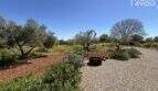 Natural garden of the Felanitx finca with olive trees, herbs, fireplace and gravel path under blue sky.
