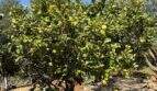 Garden of Finca Felanitx with lush lemon tree, rich harvest and red natural soil under blue sky.