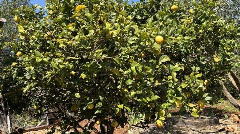 Garden of Finca Felanitx with lush lemon tree, rich harvest and red natural soil under blue sky.