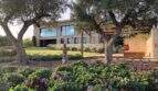 Garden with olive trees and purple flowers in front of modern design house in S'Alqueria Blanca
