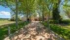 Paved driveway with plane tree avenue to the exclusive finca in Felanitx, surrounded by green lawn