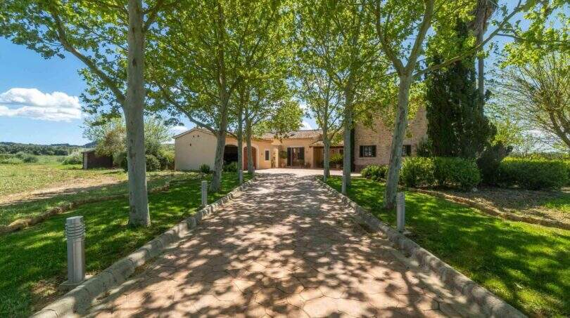 Paved driveway with plane tree avenue to the exclusive finca in Felanitx, surrounded by green lawn